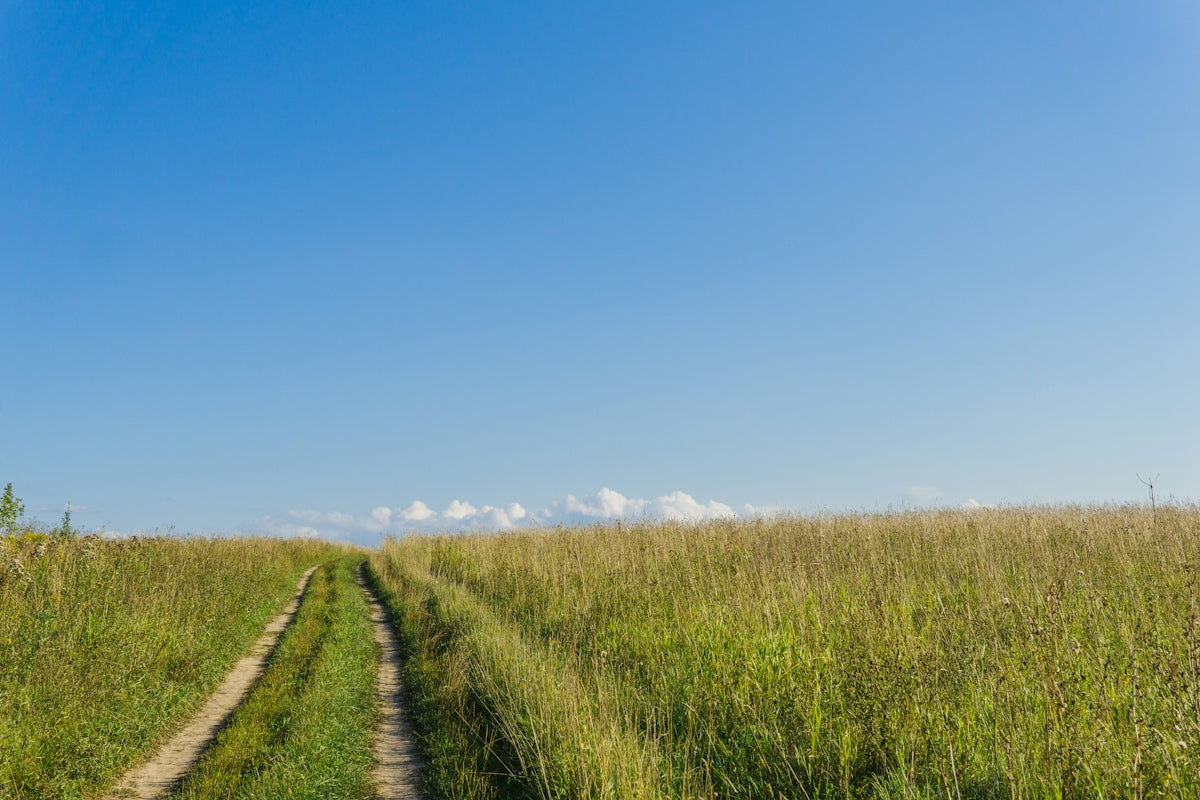 a dirt road running through a field of tall grass